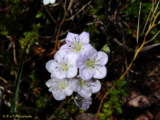 {Phacelia dubia}